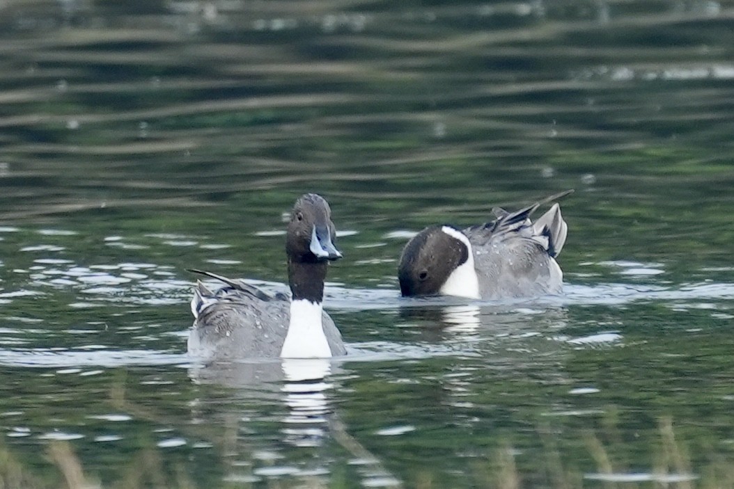 Northern Pintail - ML612478759