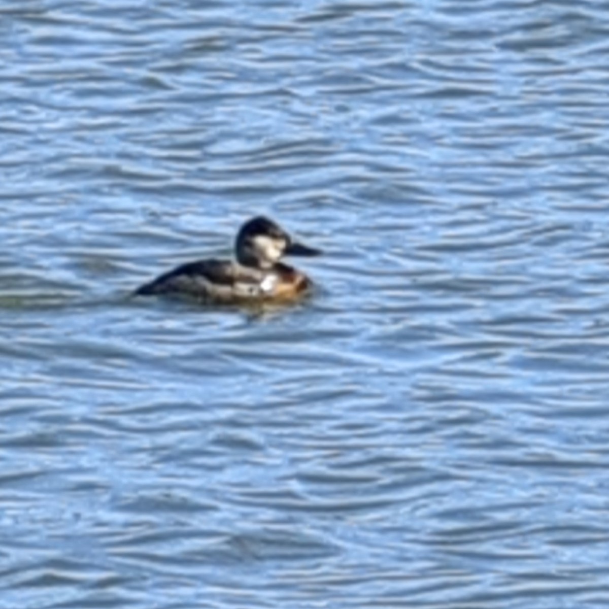 Ruddy Duck - ML612478850