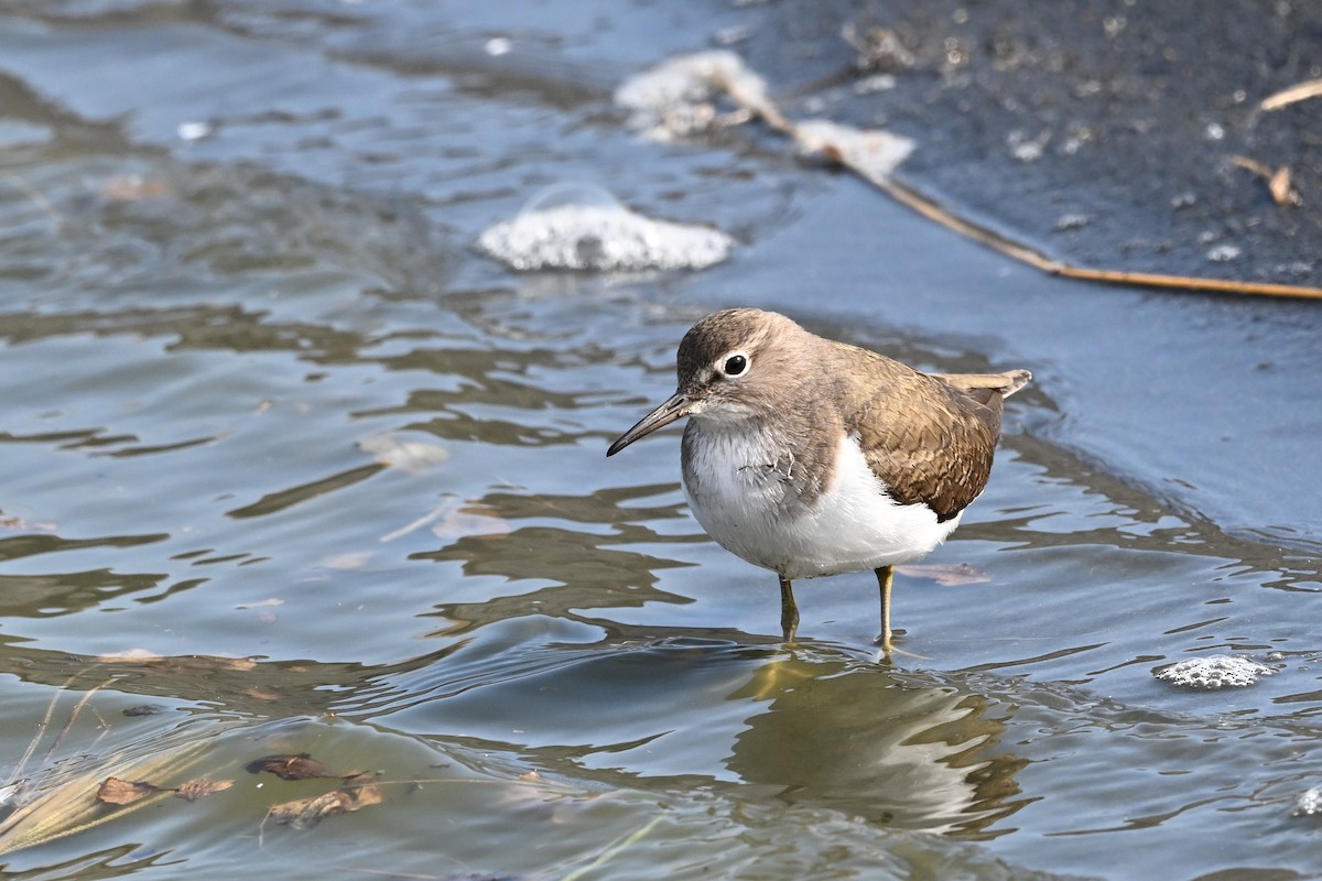 Common Sandpiper - ML612478920