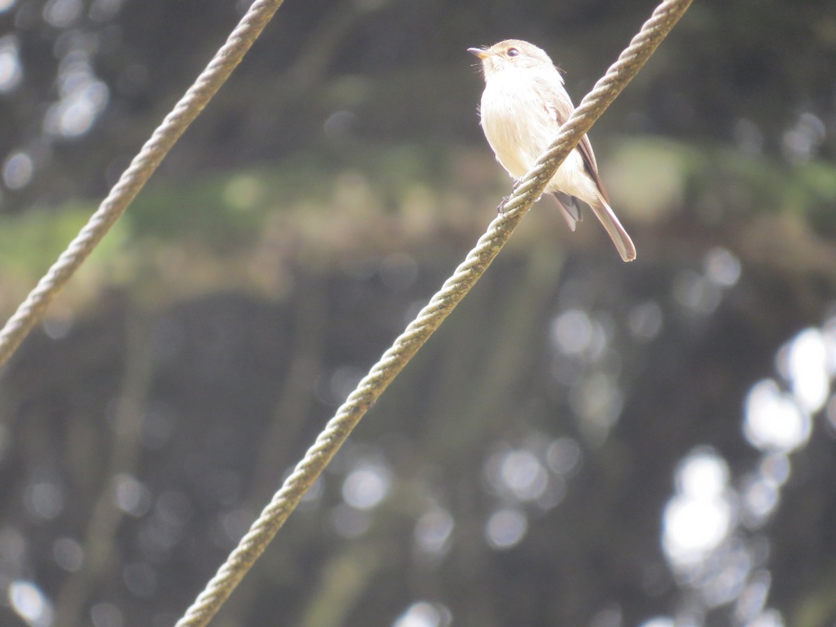 African Dusky Flycatcher - ML612478924