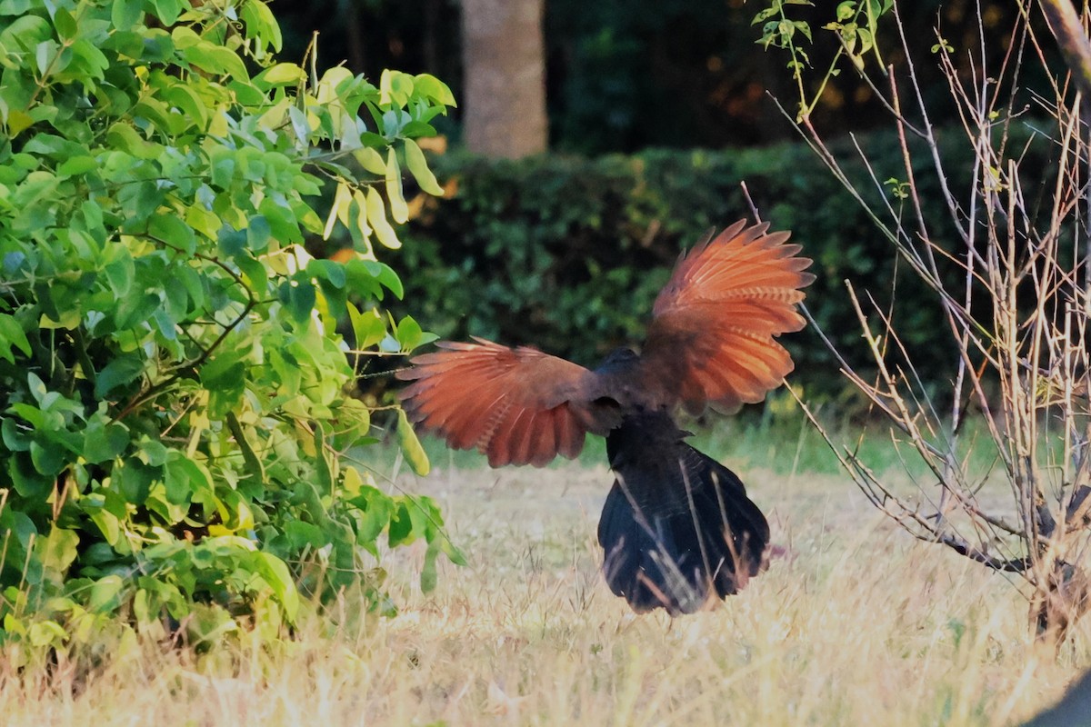 Grand Coucal - ML612478927