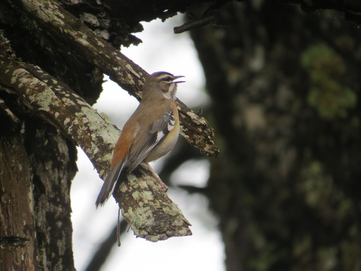 Bearded Scrub-Robin - ML612478944