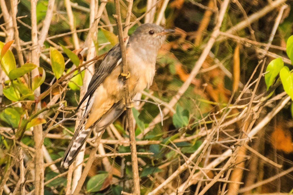 Plaintive Cuckoo - ML612479003