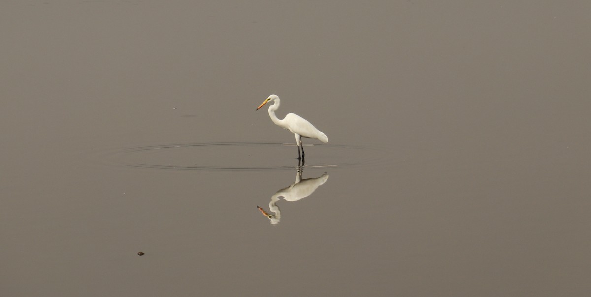 Great Egret - ML612479031