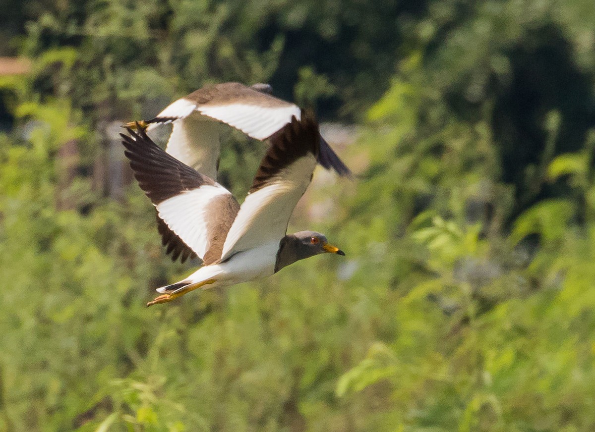 Gray-headed Lapwing - ML612479132