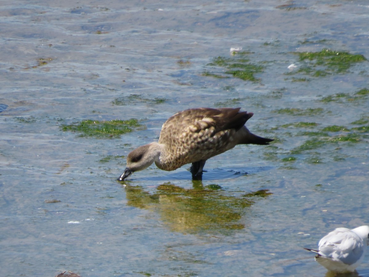 Crested Duck - ML612479175