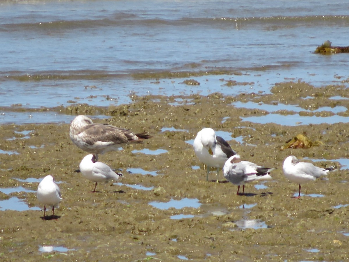 Kelp Gull - ML612479194