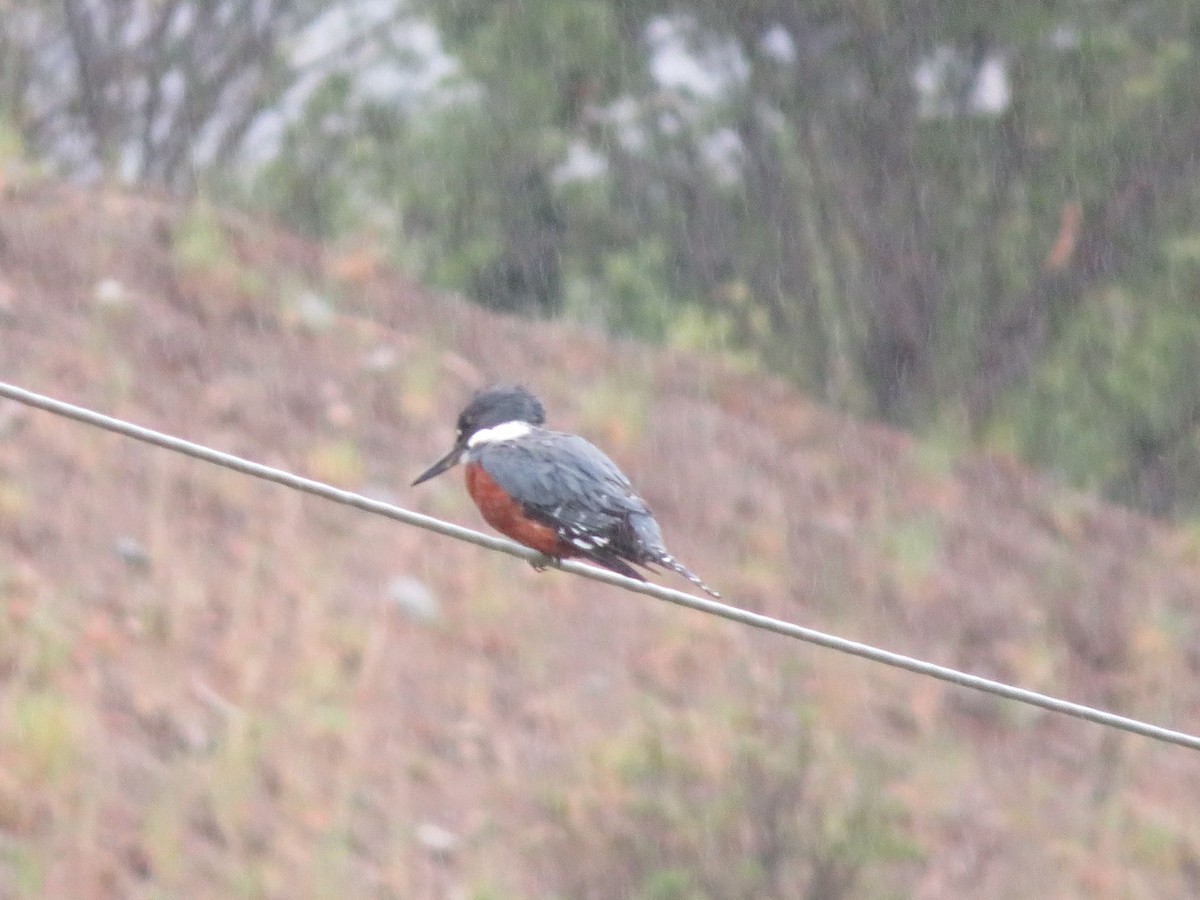 Ringed Kingfisher - ML612479233