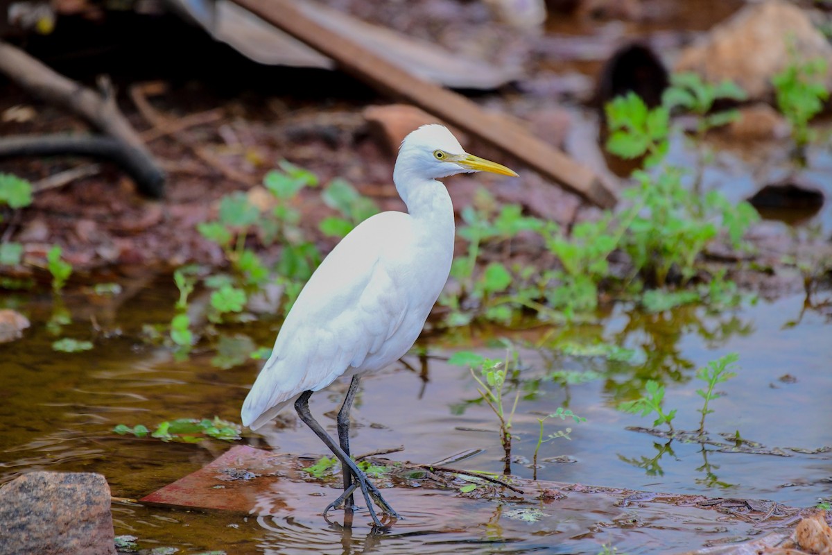 Medium Egret - ML612479268