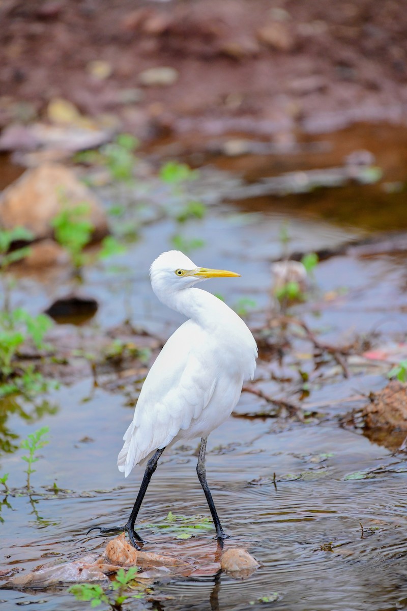 Medium Egret - ML612479269