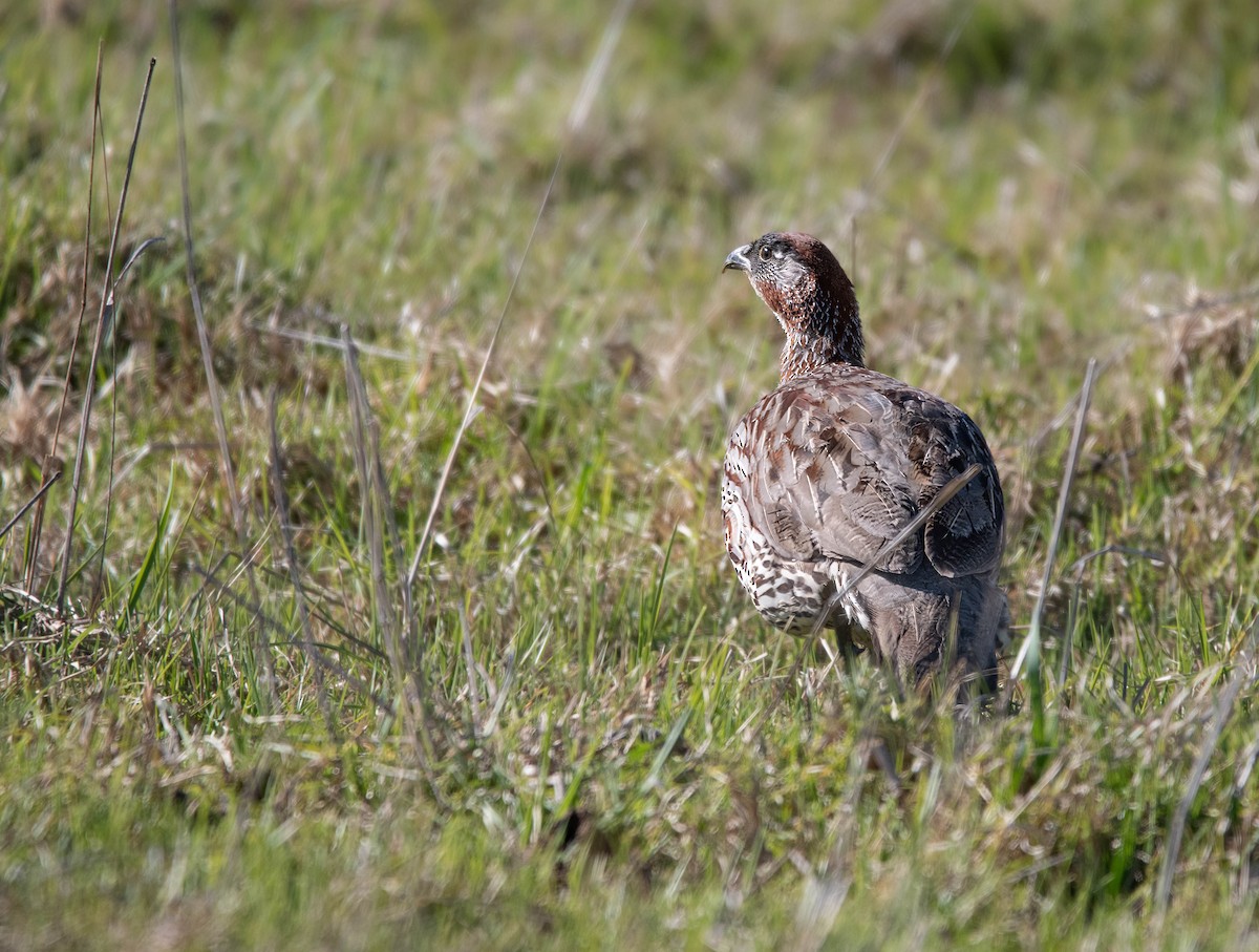 Francolin d'Erckel - ML612479270