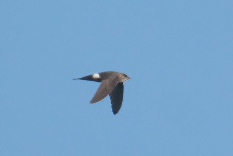 Blyth's Swift - Muhammed Rafi