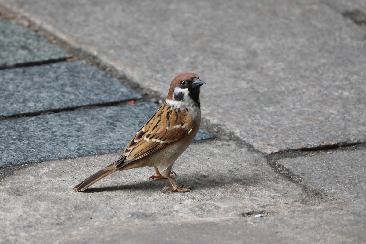 Eurasian Tree Sparrow - ML612479305