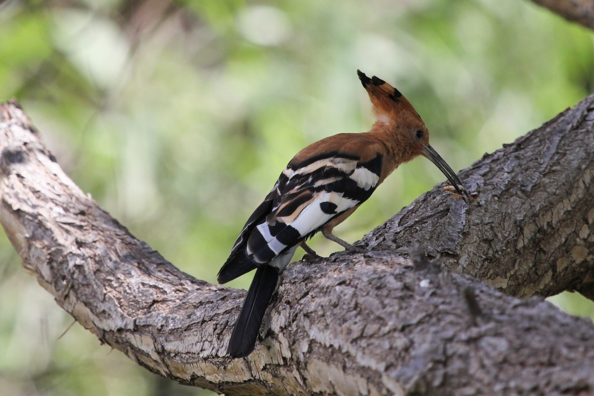 Eurasian Hoopoe (African) - Ian Rijsdijk