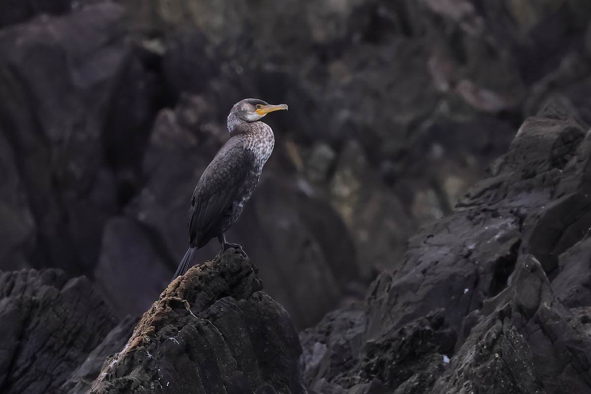 Japanese Cormorant - ML612479355