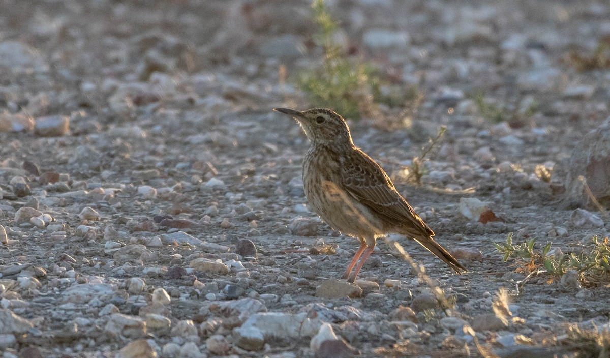 Cape Lark (Agulhas) - ML612479361