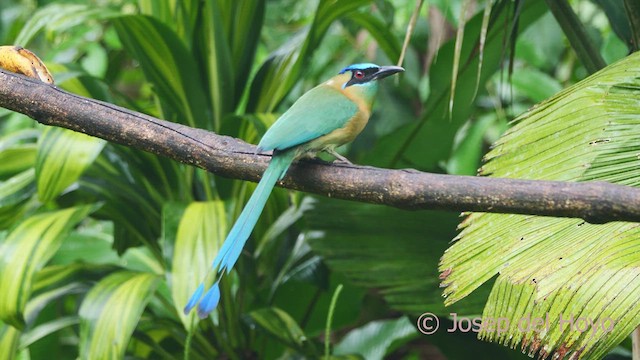 diademmotmot - ML612479393