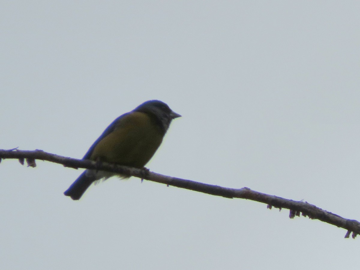 Patagonian Sierra Finch - ML612479394