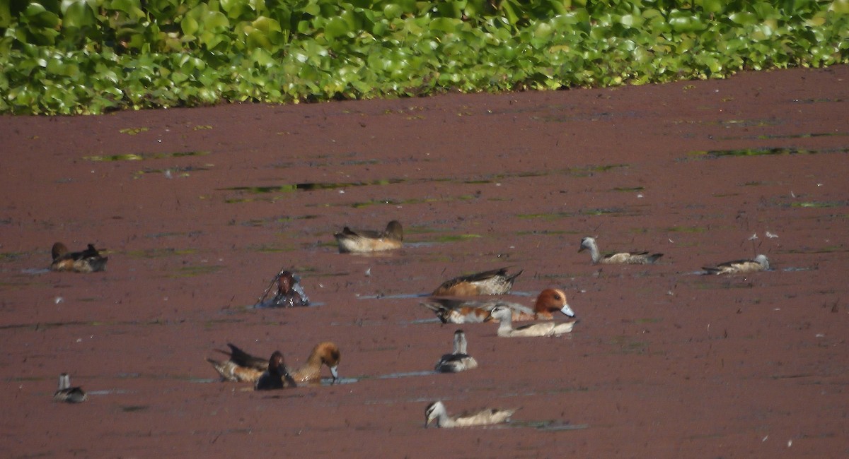 Eurasian Wigeon - ML612479406