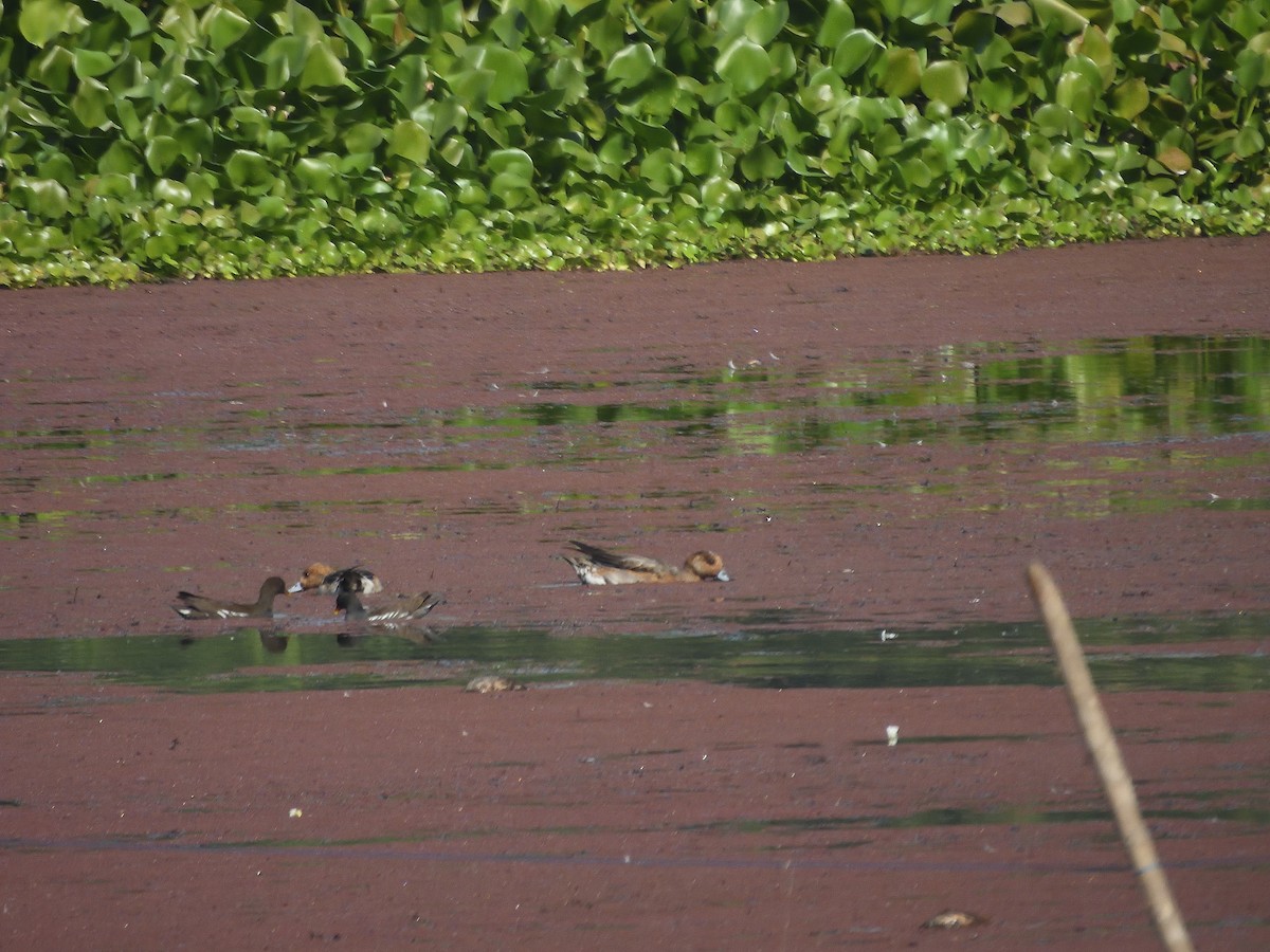 Eurasian Wigeon - ML612479407