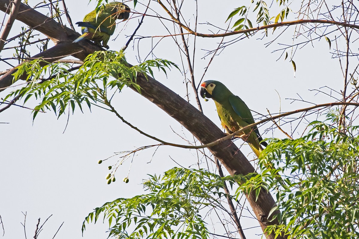 Blue-winged Macaw - ML612479412