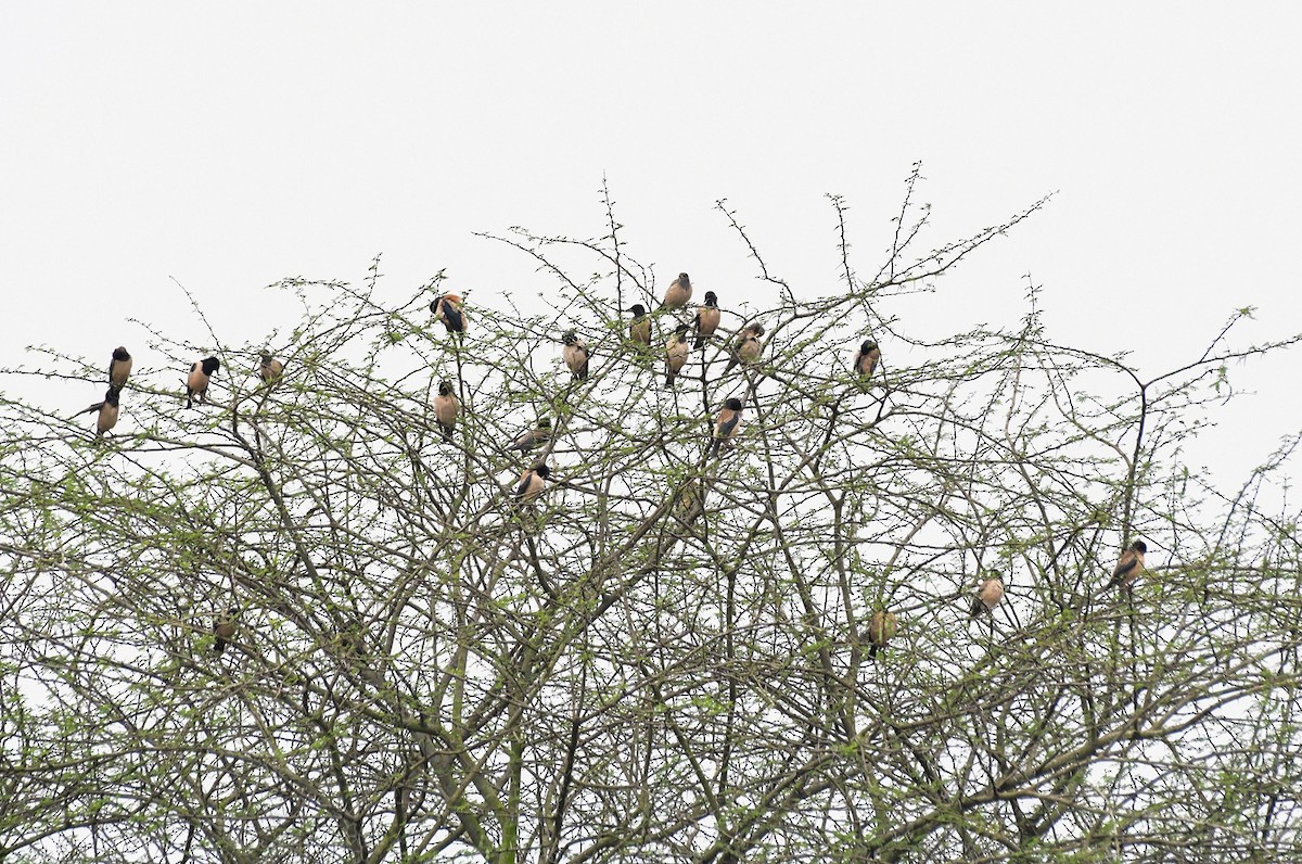 Rosy Starling - Sathish Ramamoorthy