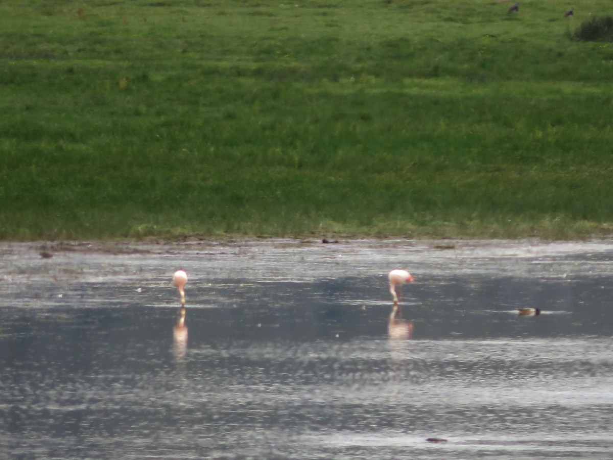 Chilean Flamingo - ML612479424