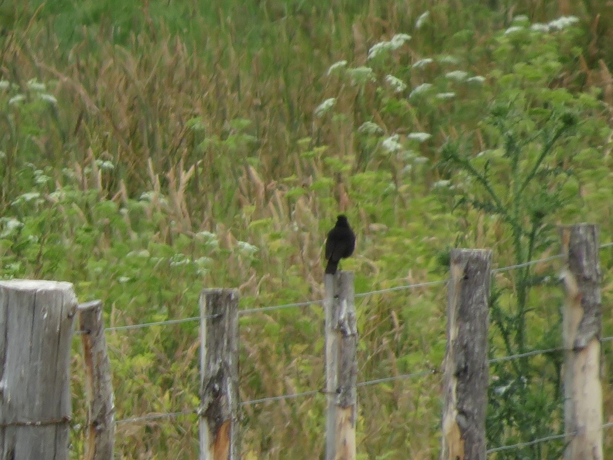 Spectacled Tyrant - ML612479439