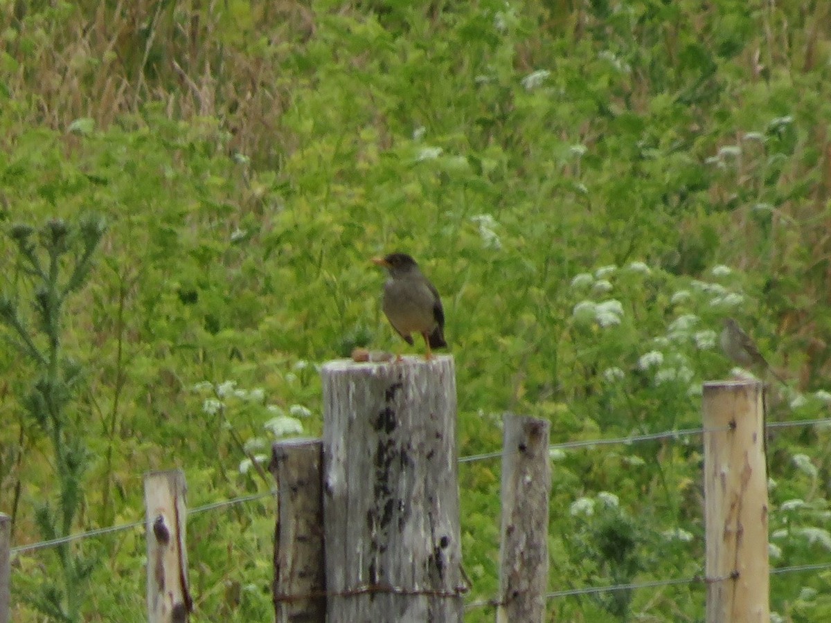 Austral Thrush - ML612479442