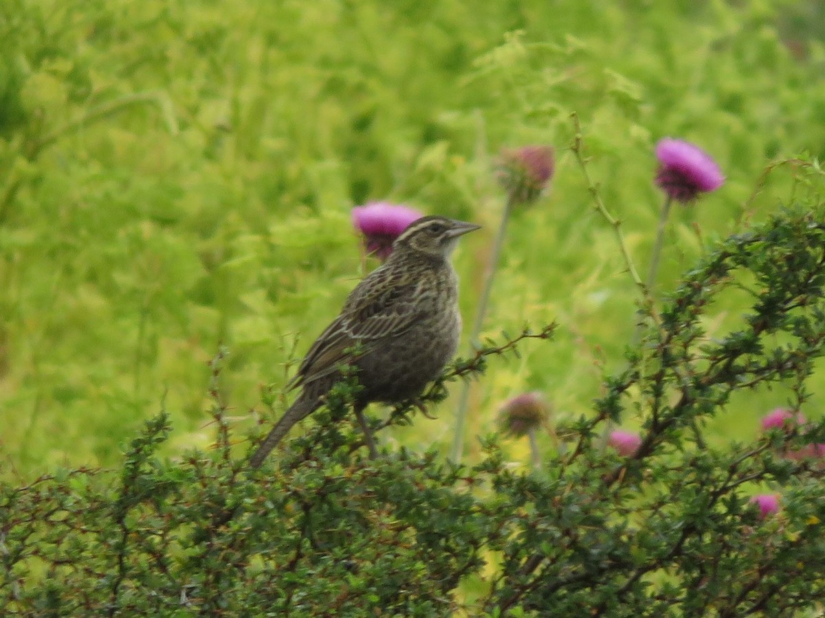 Long-tailed Meadowlark - Ezequiel Vera