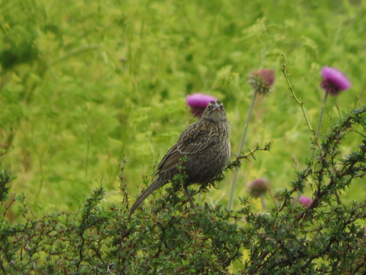 Long-tailed Meadowlark - ML612479447