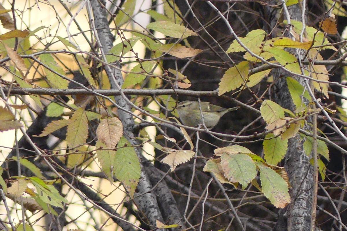 Hume's Warbler - ML612479449