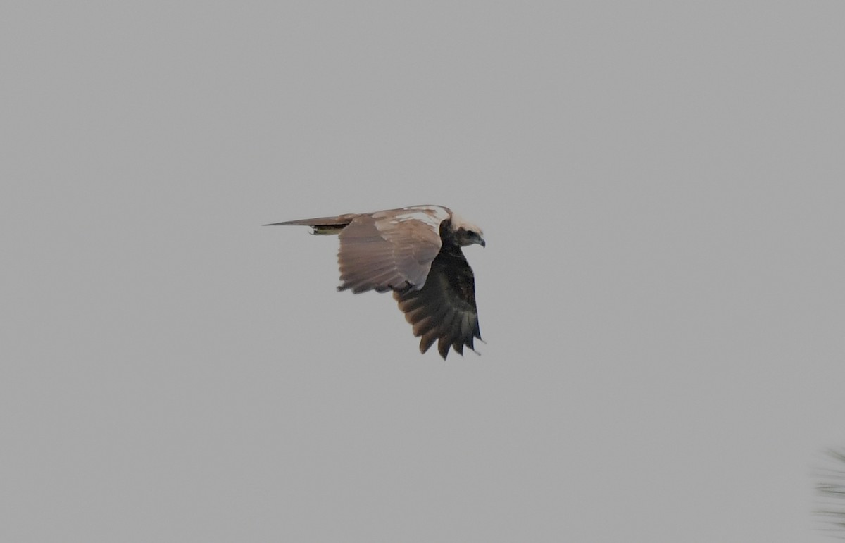 Western Marsh Harrier - ML612479450