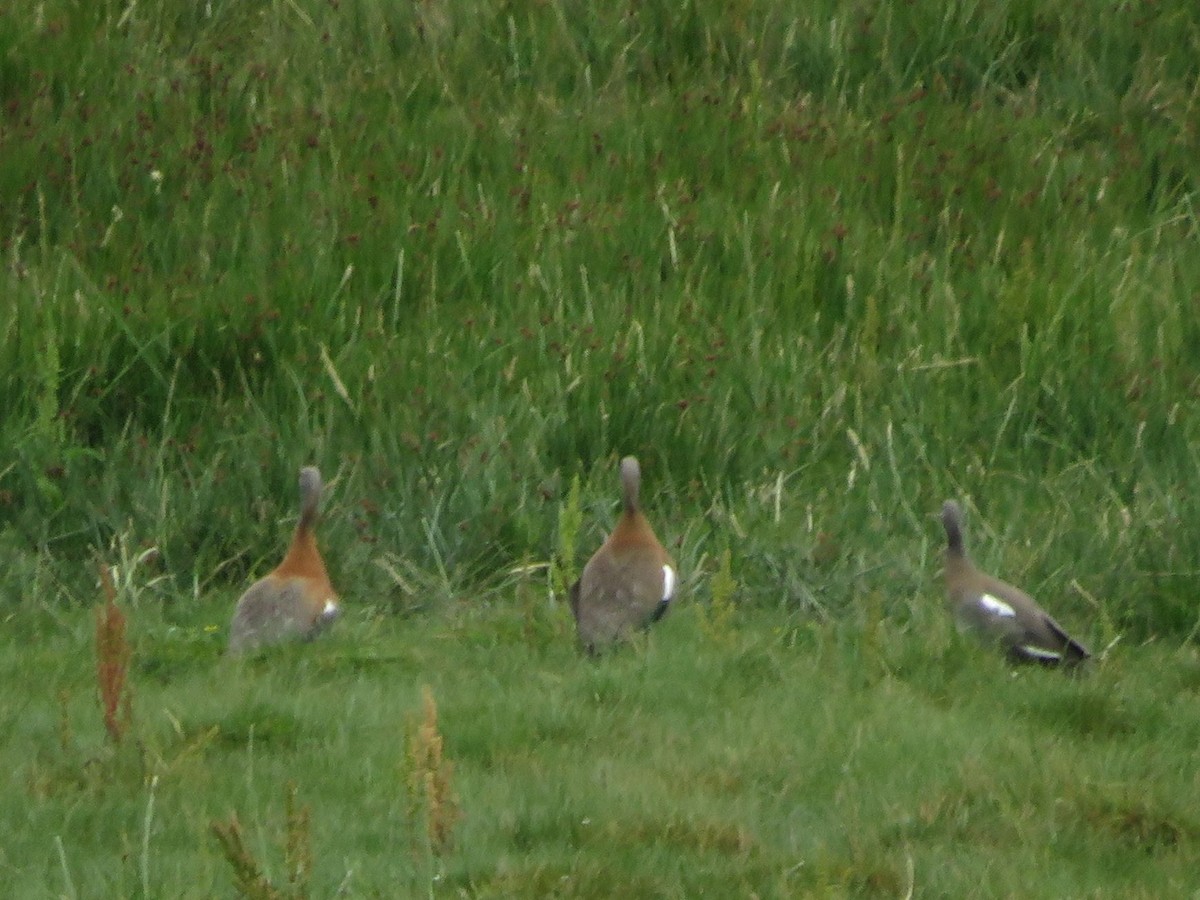 Ashy-headed Goose - ML612479456