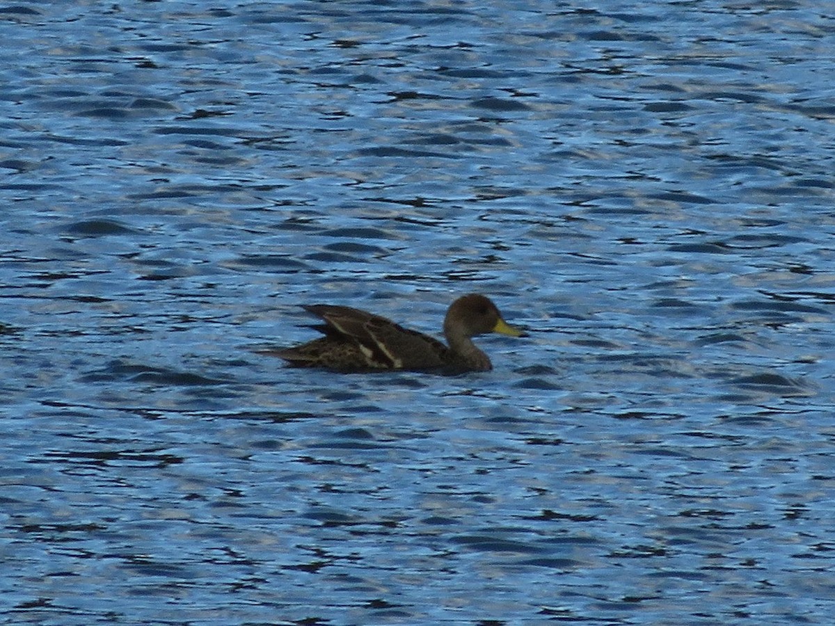 Yellow-billed Pintail - ML612479499