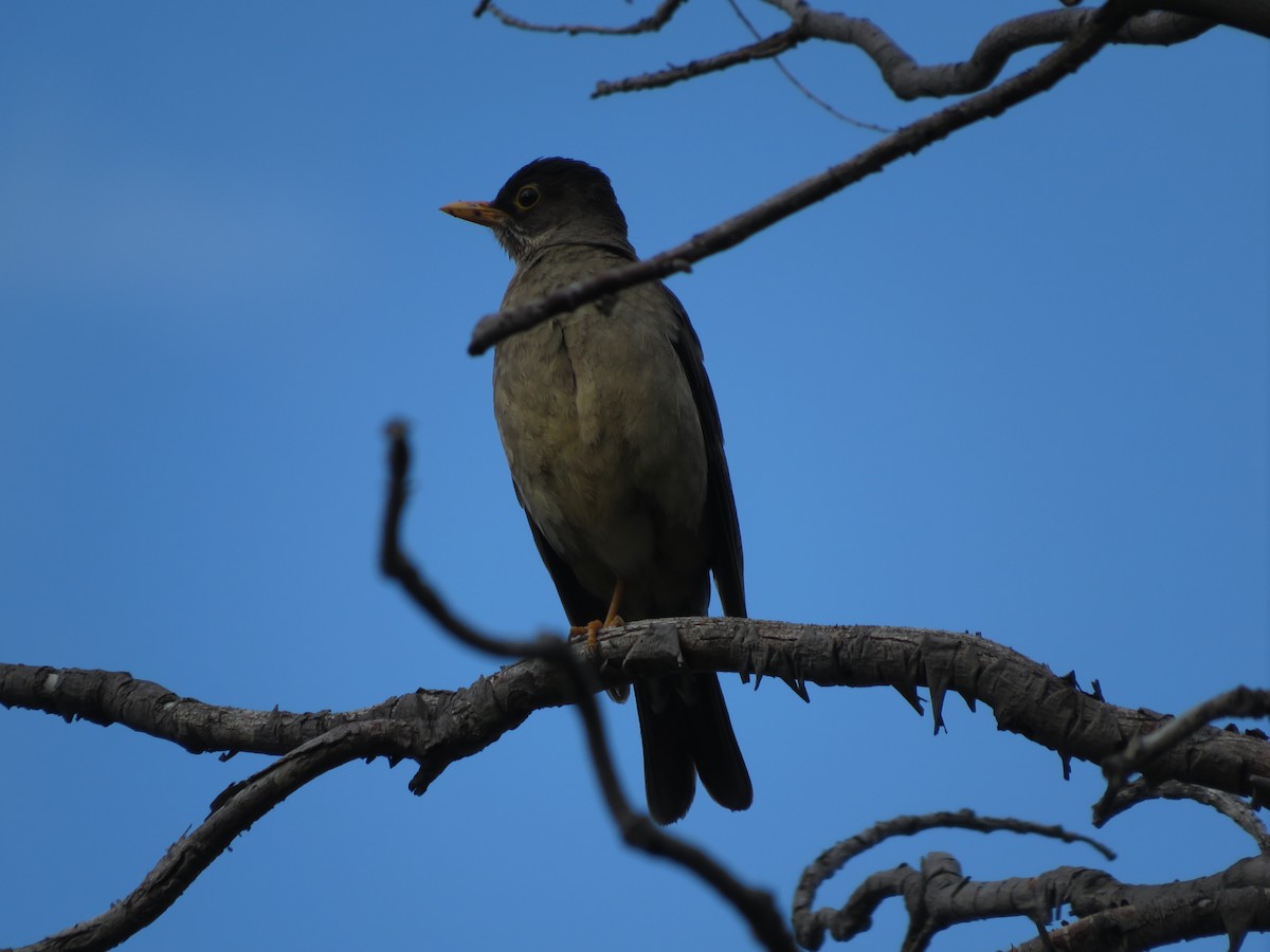 Austral Thrush - ML612479520