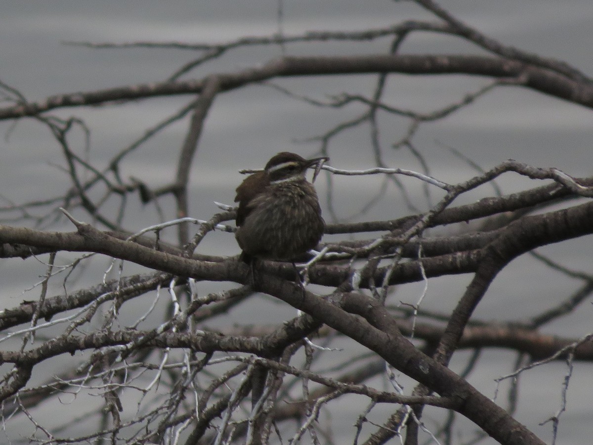 Dark-bellied Cinclodes - ML612479524