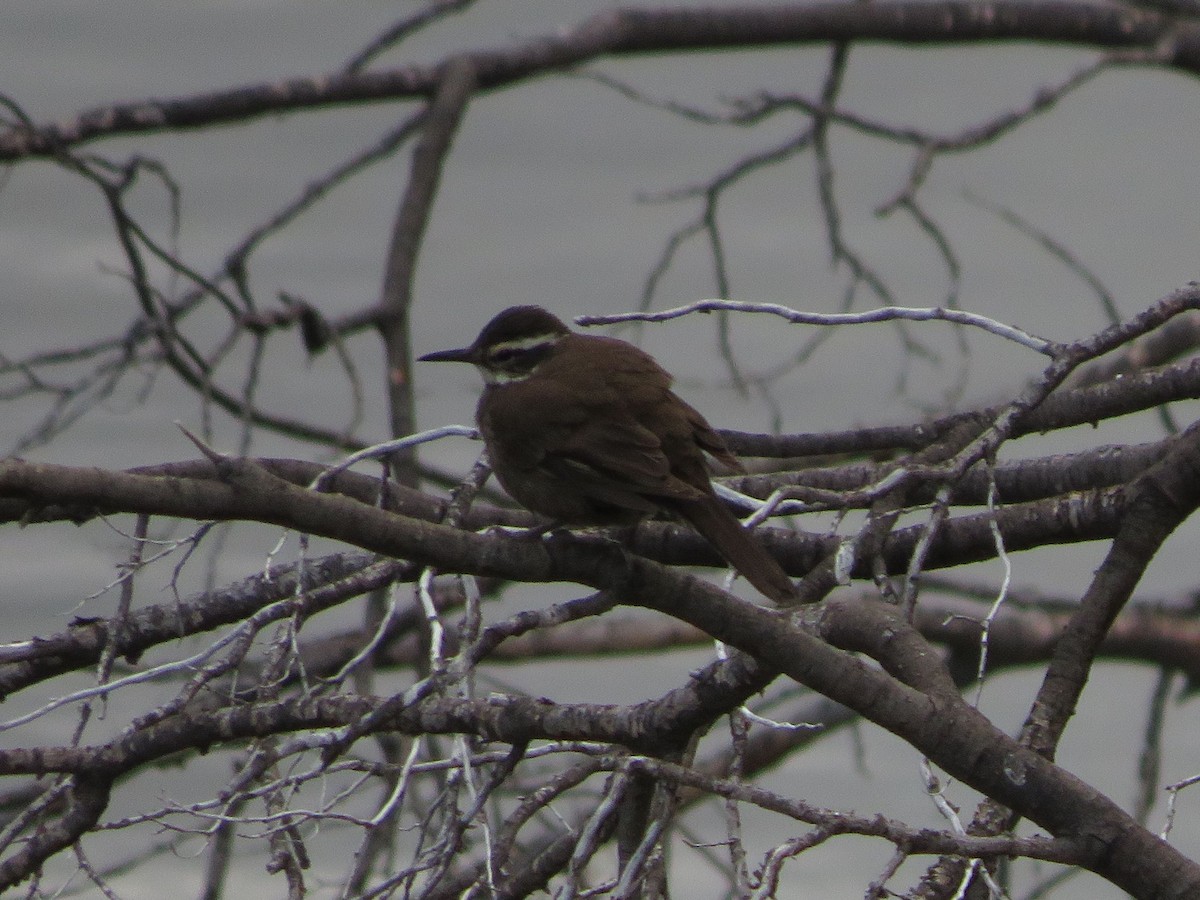 Dark-bellied Cinclodes - ML612479529