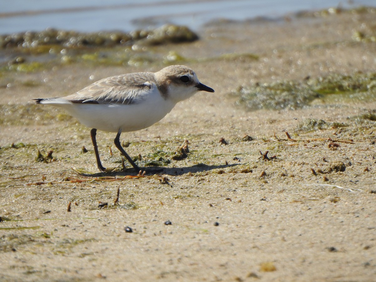 Red-capped Plover - Finn Craig-Harding