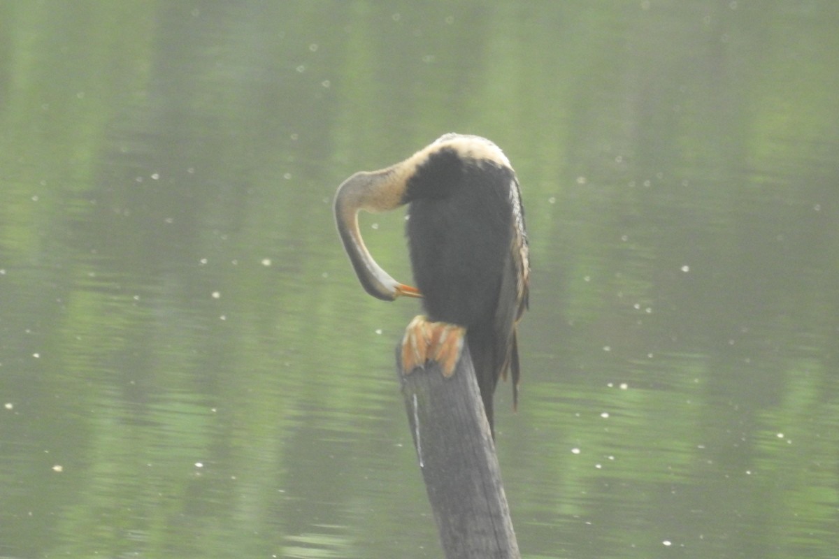 Oriental Darter - David Kuster