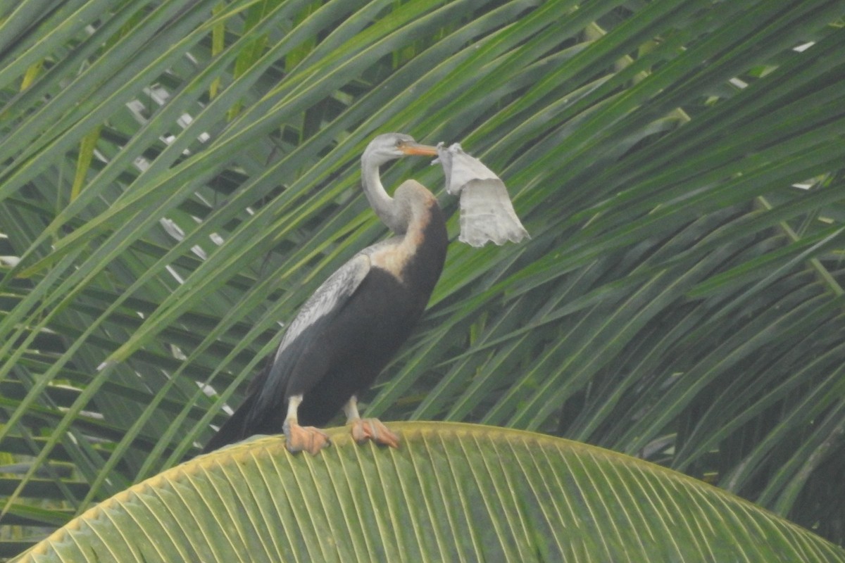 Anhinga Asiática - ML612479611