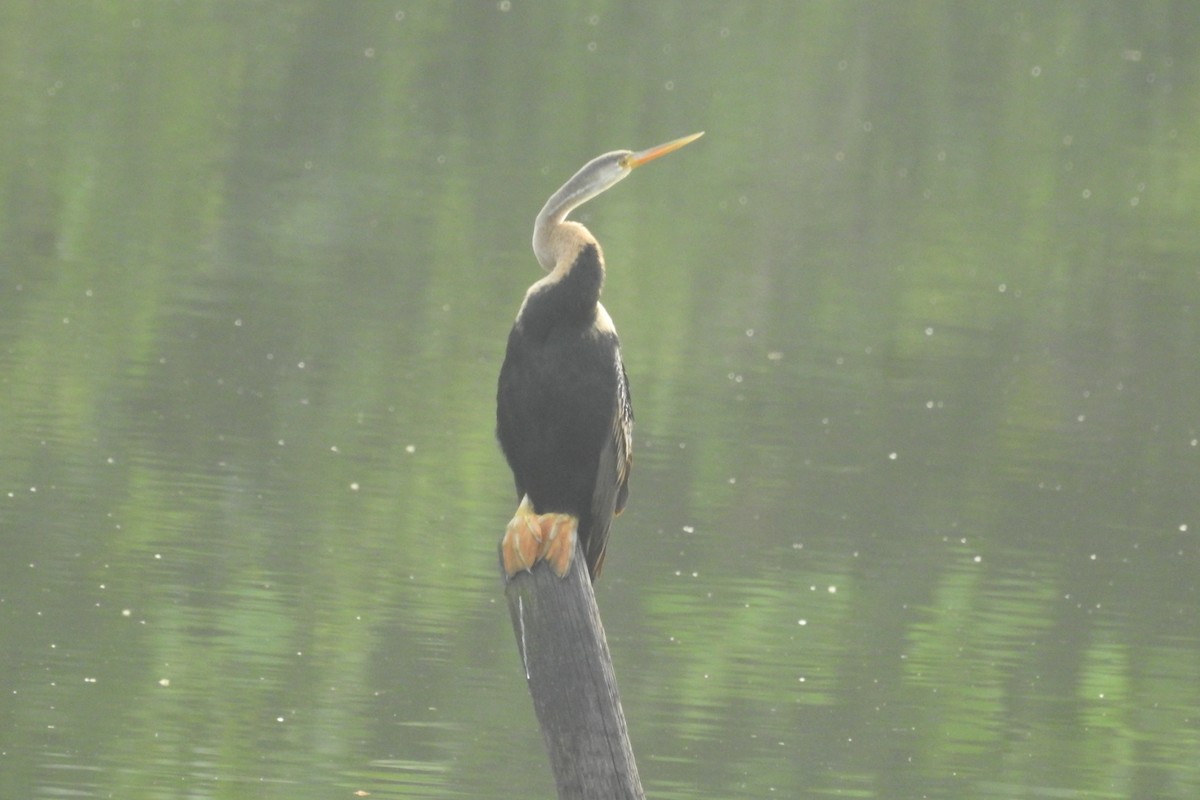 Orient-Schlangenhalsvogel - ML612479613