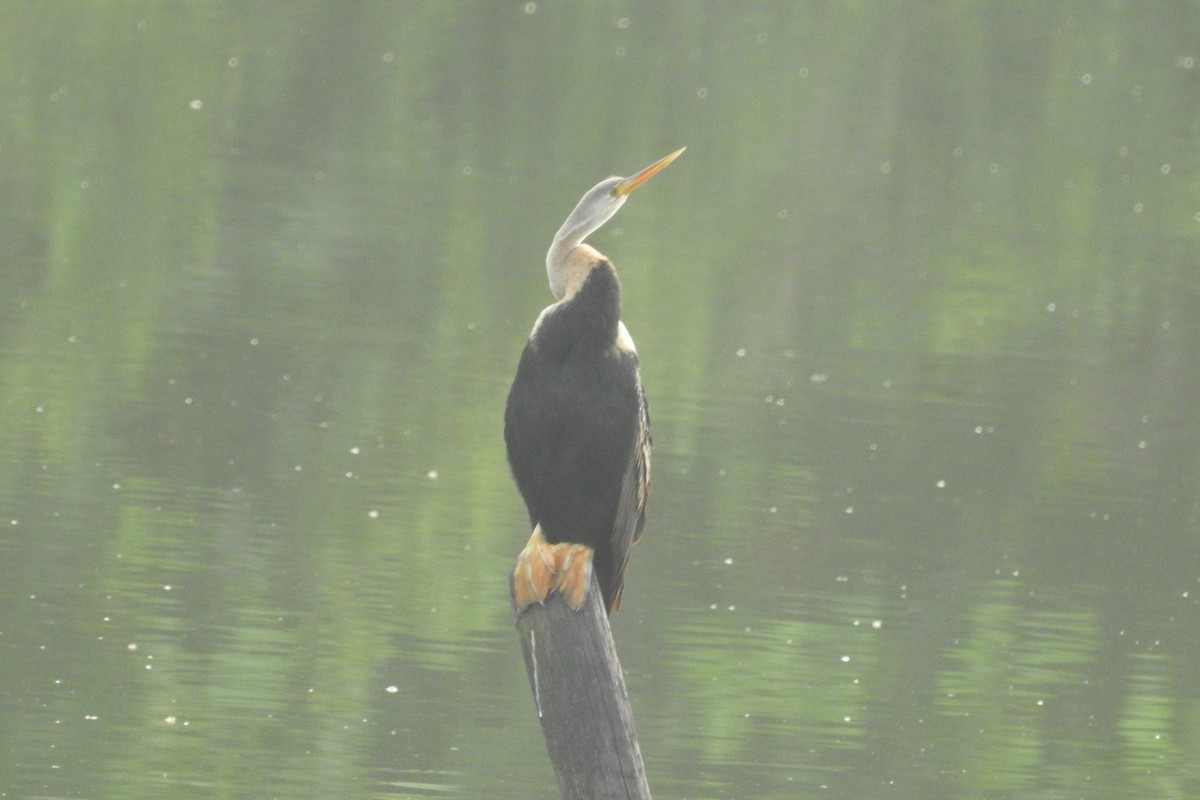 Anhinga Asiática - ML612479614