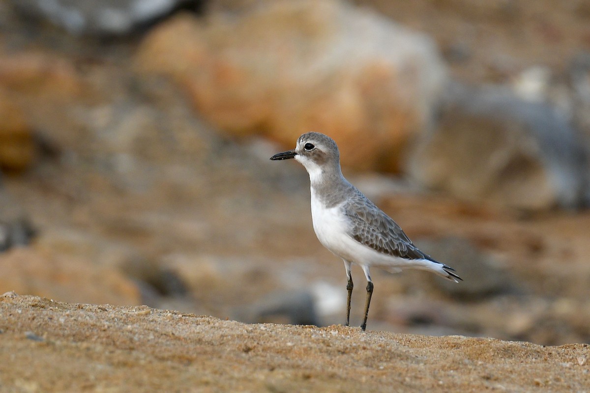 Greater Sand-Plover - ML612479616