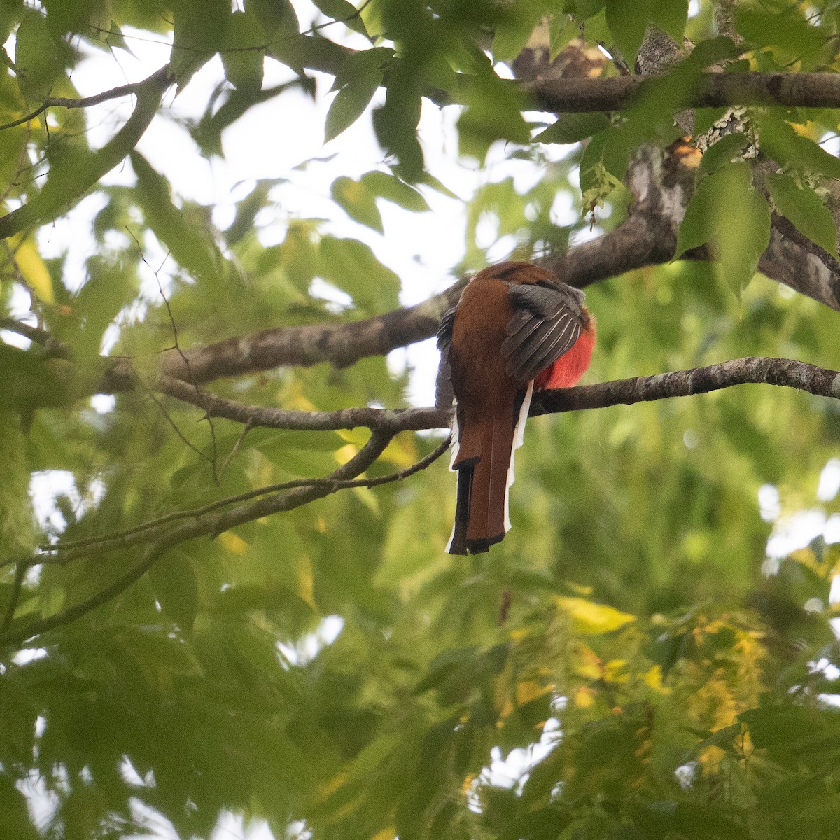 Red-headed Trogon - ML612479618