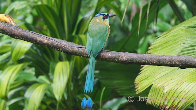 Diademmotmot - ML612479632