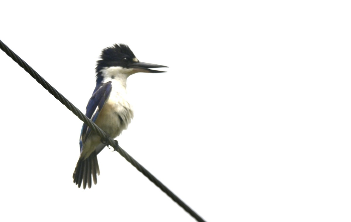 Forest Kingfisher - ML612479633