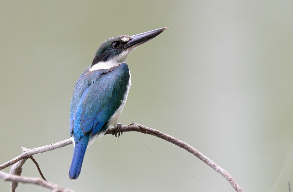 Torresian Kingfisher - ML612479642
