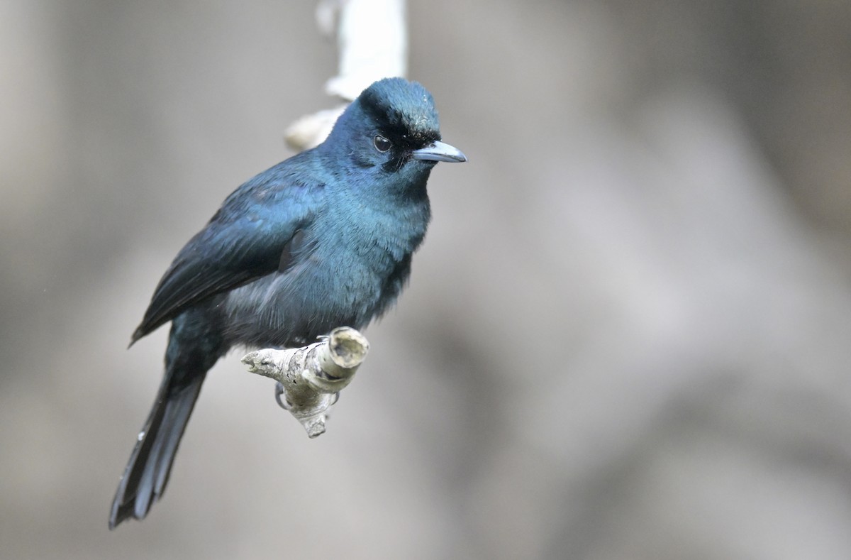 Shining Flycatcher - ML612479650