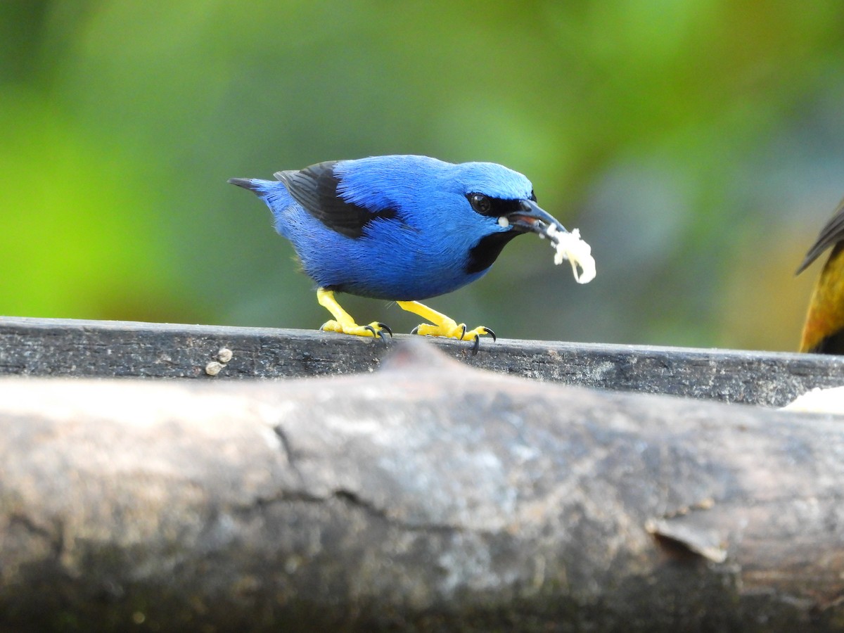 Shining Honeycreeper - ML612479695